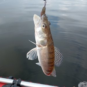 Судак в Волгоградском водохранилище