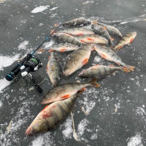 Окунь на Варваровском водохранилище